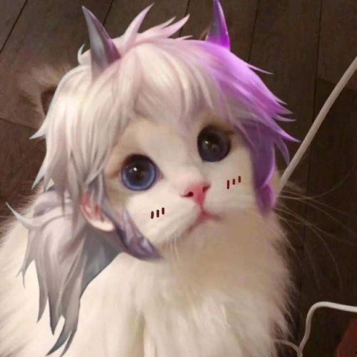 王者荣耀猫猫爆料视频,萌态可掬，技能全面解析  第1张